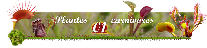 Plantes-carnivores01
