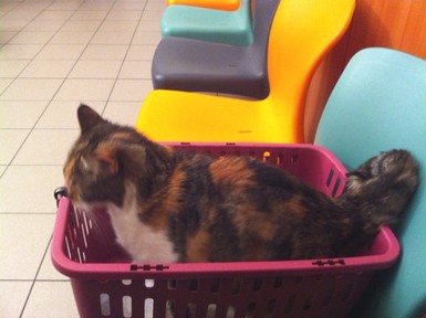 Bienvenu(e)(s) sur Chat Gratuit