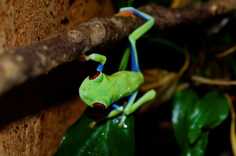 Agalychnis callidryas