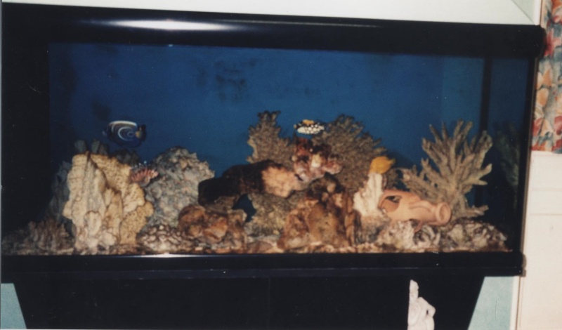 aquari11.jpg