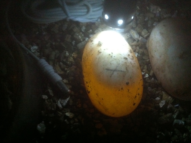 oeuf410.jpg